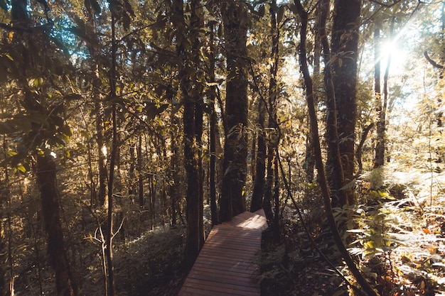 Selva tropical en el Parque Nacional Doi Inthanon Tailandia