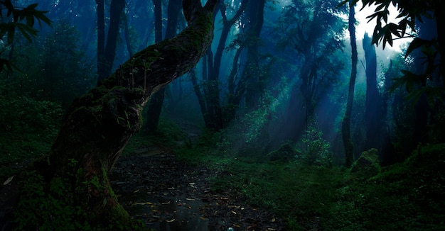 Selva tropical profunda na escuridão