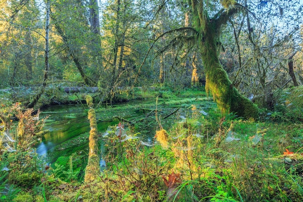 Selva tropical de Quinault, Parque Nacional Olympic, EE. UU.