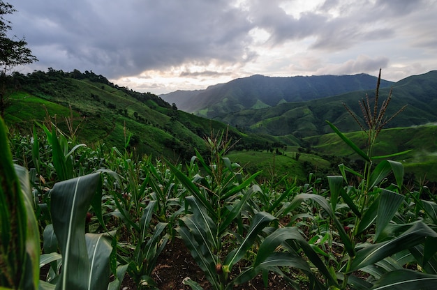 Selva tropical reemplazada por plantación de maíz: problema ambiental de deforestación en Nan