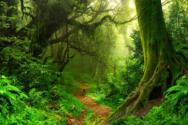 Selva tropical del sudeste asiático