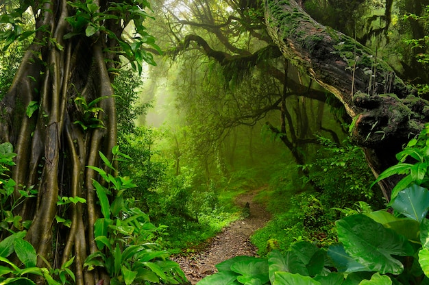 Selva tropical del sudeste asiático