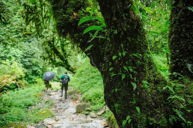 Selva tropical en el sudeste asiático