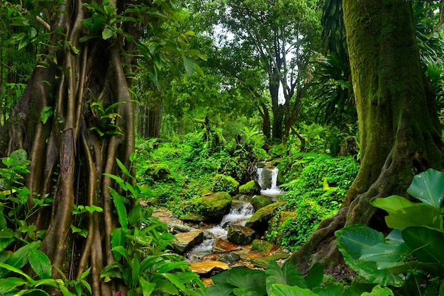 Selva tropical del sudeste asiático