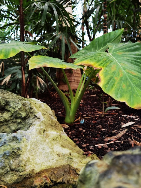 selva tropical telón de fondo fotografía plantas