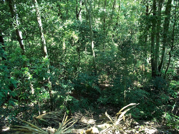 La selva tropical en Tikal Guatemala