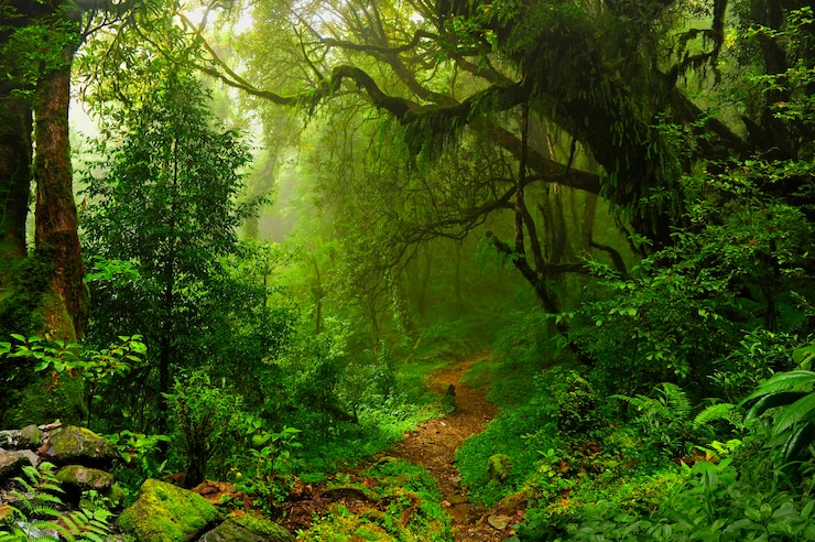 Foto selva tropical