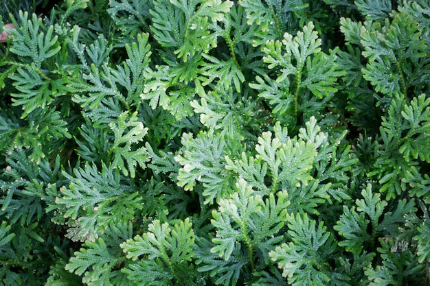 Selva verde folhas no jardim tropical