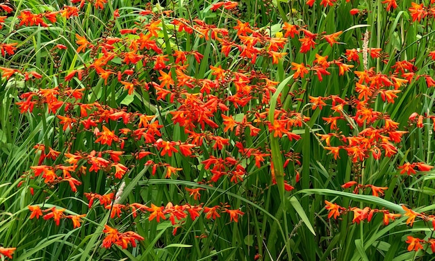 Foto selvagens flores vermelhas