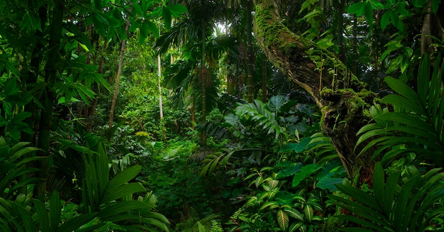 Foto selvas tropicais do sudeste asiático