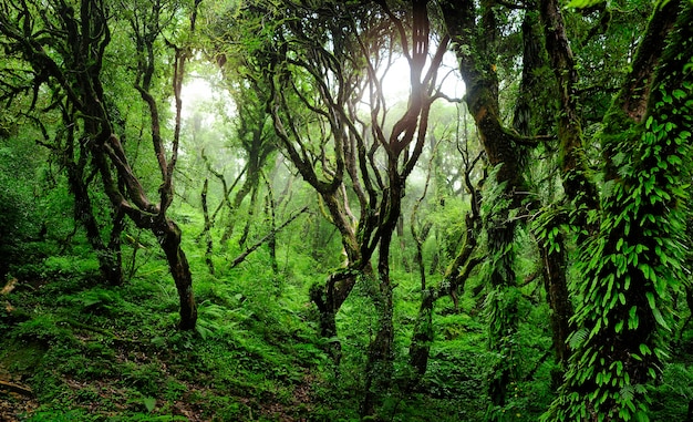 Foto selvas tropicais do sudeste asiático