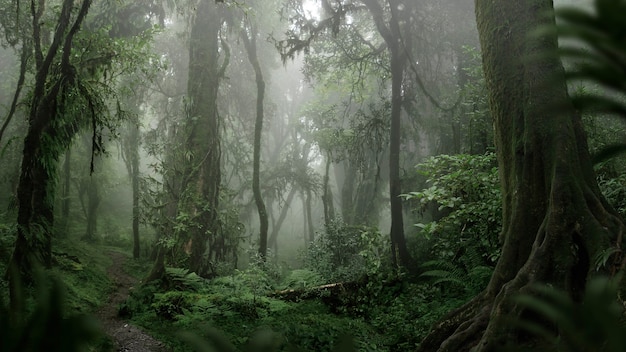 Selvas tropicais do sudeste asiático