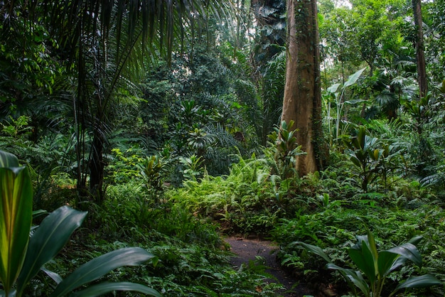 Selvas tropicais do sudeste asiático