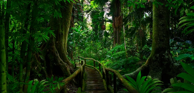 Selvas tropicais do sudeste asiático