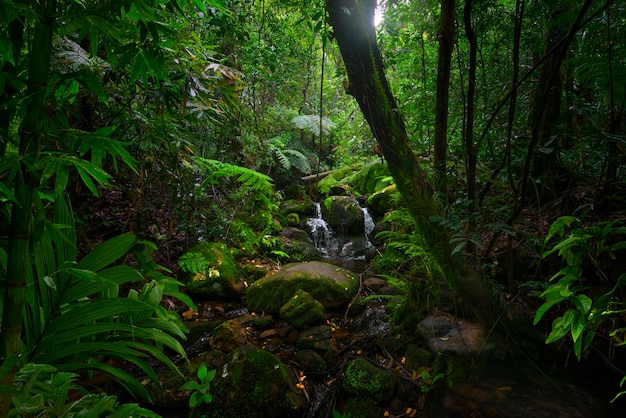 Selvas tropicais do sudeste asiático