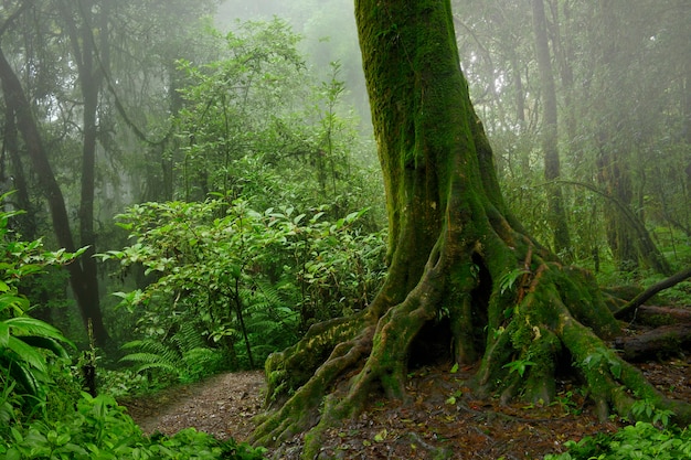 Selvas tropicais do sudeste asiático