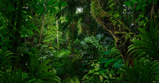 Foto selvas tropicales del sudeste asiático