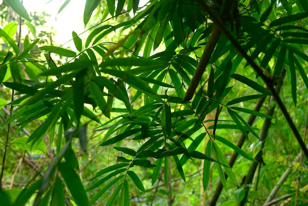 Selvas tropicales del sudeste asiático