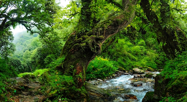 Selvas tropicales del sudeste asiático