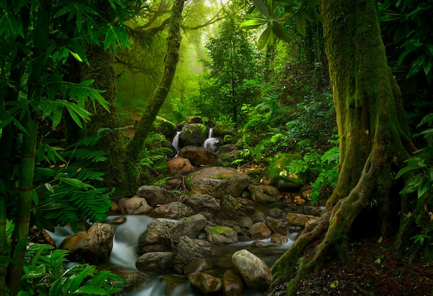 Selvas tropicales del sudeste asiático