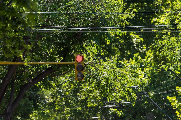 semáforo vermelho, proibido, símbolo de transporte, no fundo das árvores