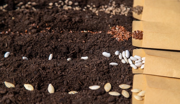 Sembrar diferentes semillas en el jardín Enfoque selectivo