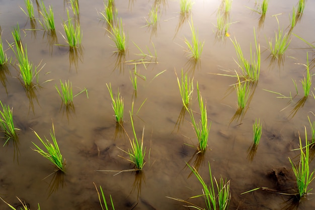 Semeando campo verde de arroz com água