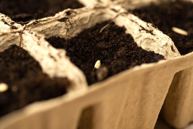 Semeando sementes na primavera Semeando sementes em potes de turfa closeup
