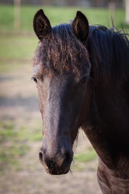 Semental de caballo frisón de potro de belleza