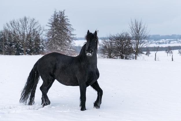 Semental frisón en campo de invierno Caballo frisón negro en invierno