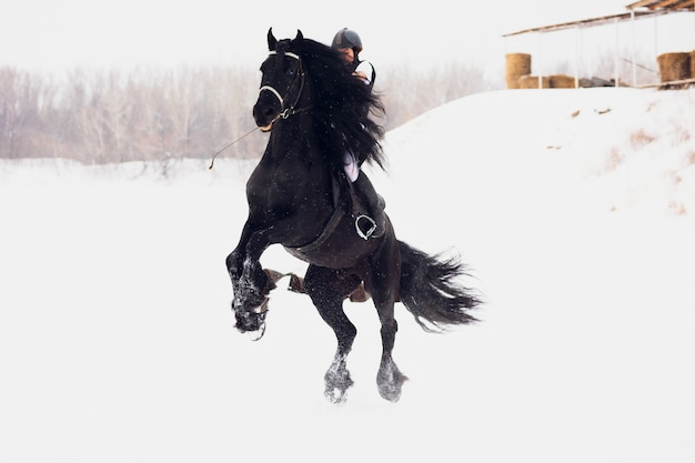 Semental frisón corriendo en el campo de invierno.