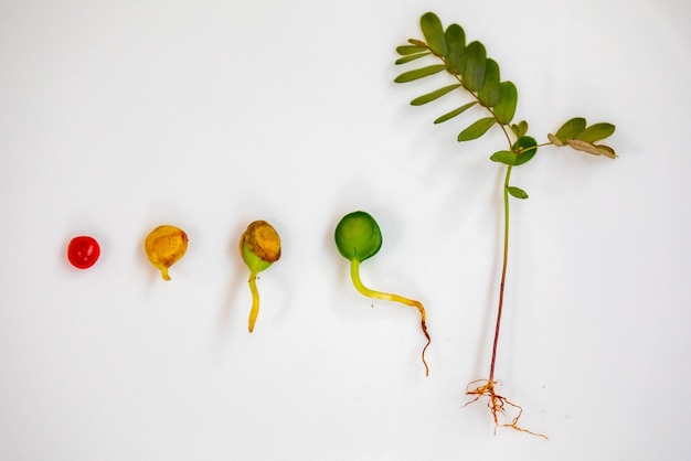 Foto semente da árvore brasileira conhecida como brazilwood paubrasilia echinata ou caesalpinia echinata