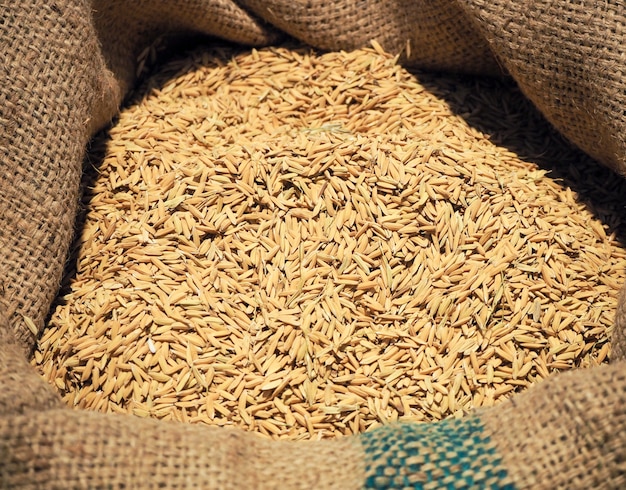 Foto semente de arroz marrom em sacos de cânhamo ou saco de serapilheira