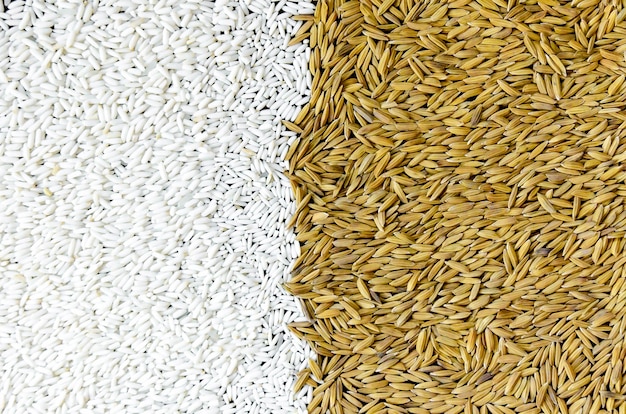 Foto semente de arroz no fundo preto
