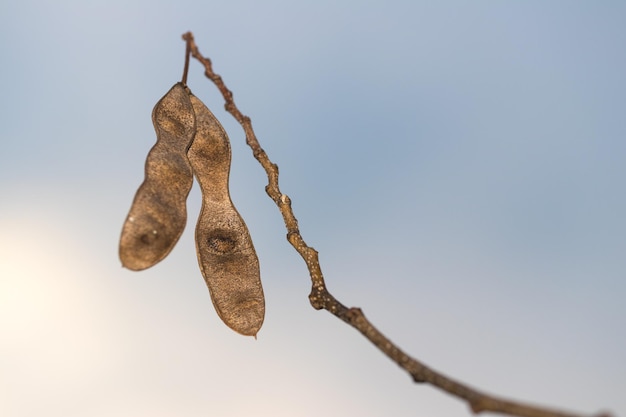 Foto semente de árvore de mimosa albizia julibrissin agora como a árvore da felicidade