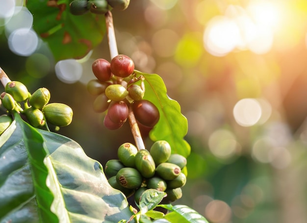 semente de café cresce em uma árvore no jardim de colheita em flare sol everning AI gerado