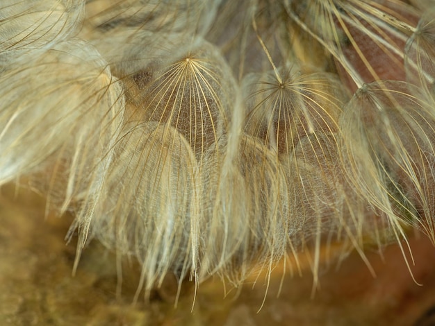 Semente de fundo de flor de dente-de-leão abstrata macro closeup foco suave primavera natureza