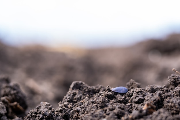 Semente de girassol no solo durante a campanha de semeadura da primavera.