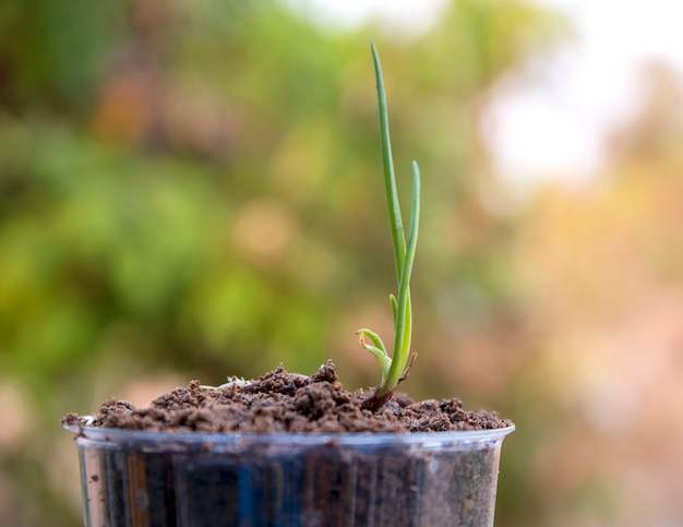 Foto semente para árvore, plantando uma planta pequena em uma pilha de solo sobre fundo verde bokeh.