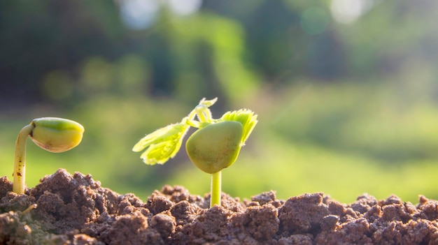 Foto semente para árvore semeando planta conceito de cultivo de sementes