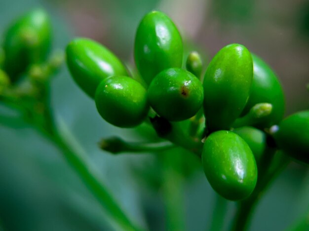 Sementes da planta Psychotria, esta planta geralmente cresce selvagem na floresta