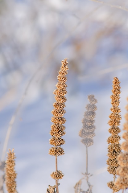 Sementes de agastache foeniculum