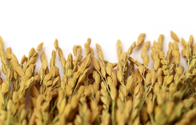 Sementes de arroz dourado sobre fundo branco