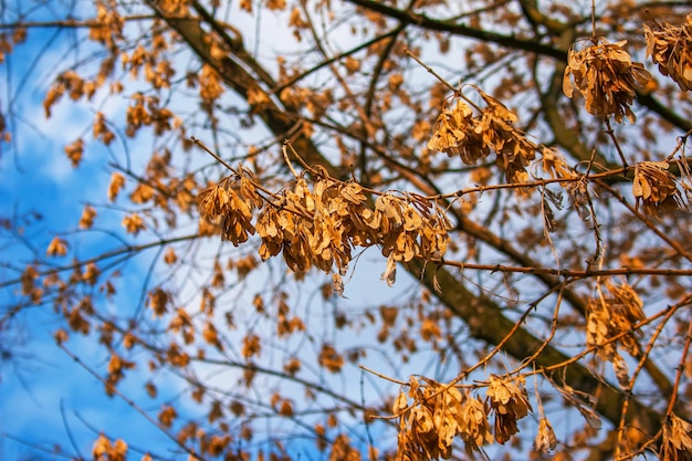 Sementes de bordo secas penduradas em um galho na primavera