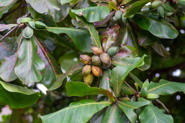 Sementes de catappa de amêndoa de praia de amêndoa indiana terminalia