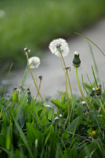 sementes de dente-de-leão brancas e fofas crescendo no gramado em macrofotografia de grama verde