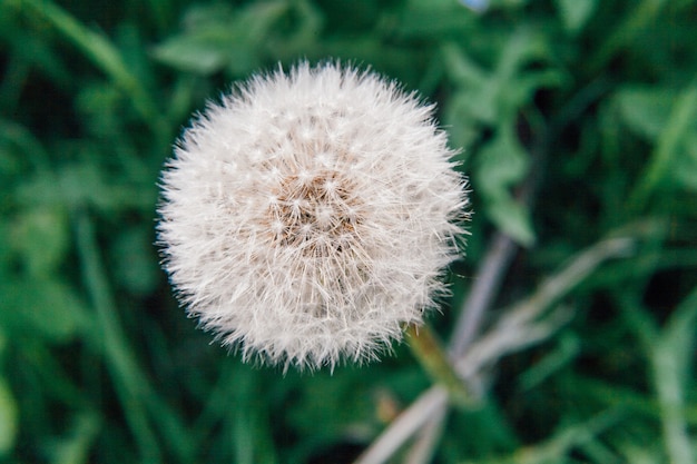 Sementes de dente de leão soprando no vento no campo de verão. Mude o movimento do crescimento e o conceito de direção. Inspirado natural floral primavera ou verão jardim ou parque. Ecologia natureza paisagem.