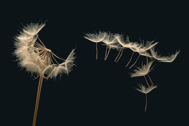 Sementes de dente-de-leão voam de uma flor em uma botânica de fundo escuro e propagação de crescimento de flores