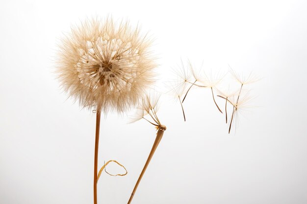 Sementes de dente-de-leão voam de uma flor em uma botânica de fundo leve e propagação de crescimento de flores