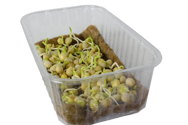 Sementes de ervilha germinadas em um recipiente de cultivo de microvegetais hidropônicos Fechamento de brotos nutritivos para uma alimentação saudável